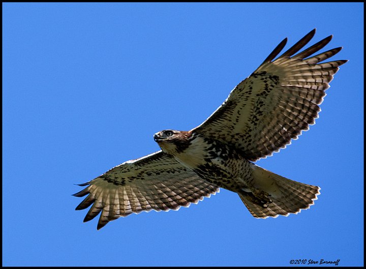 _0SB6882 red-tailed hawk.jpg